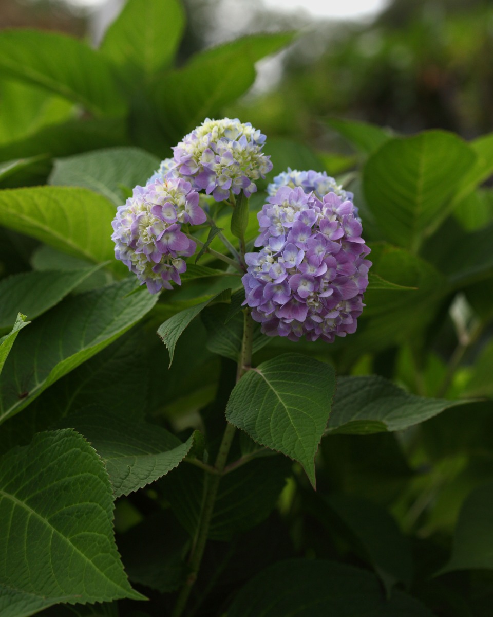 Hortensia snoeien