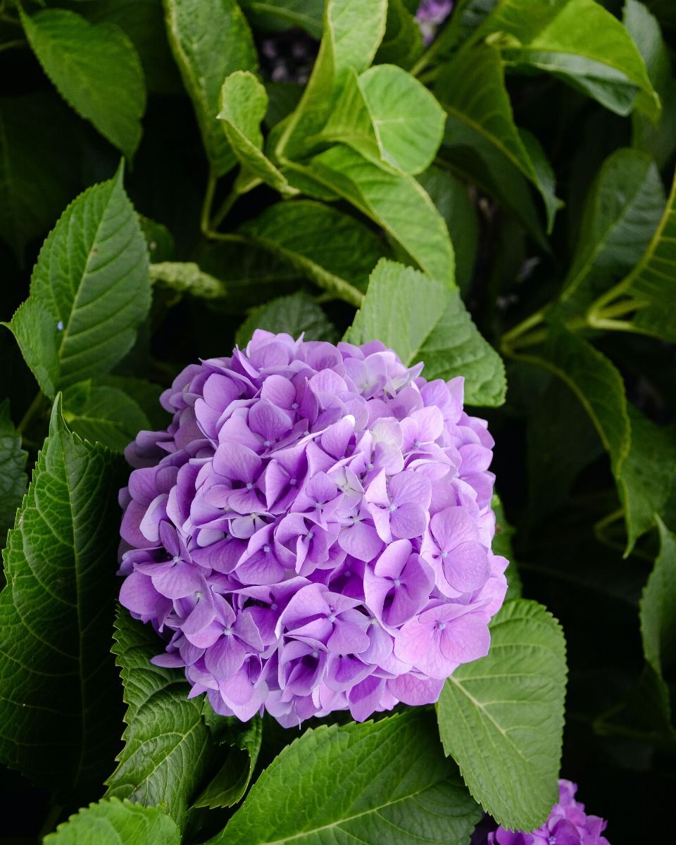 Hortensia planten