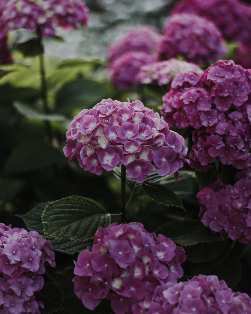 Hortensia gekleurde bloemen