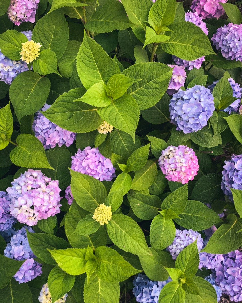 Hortensia bemesten