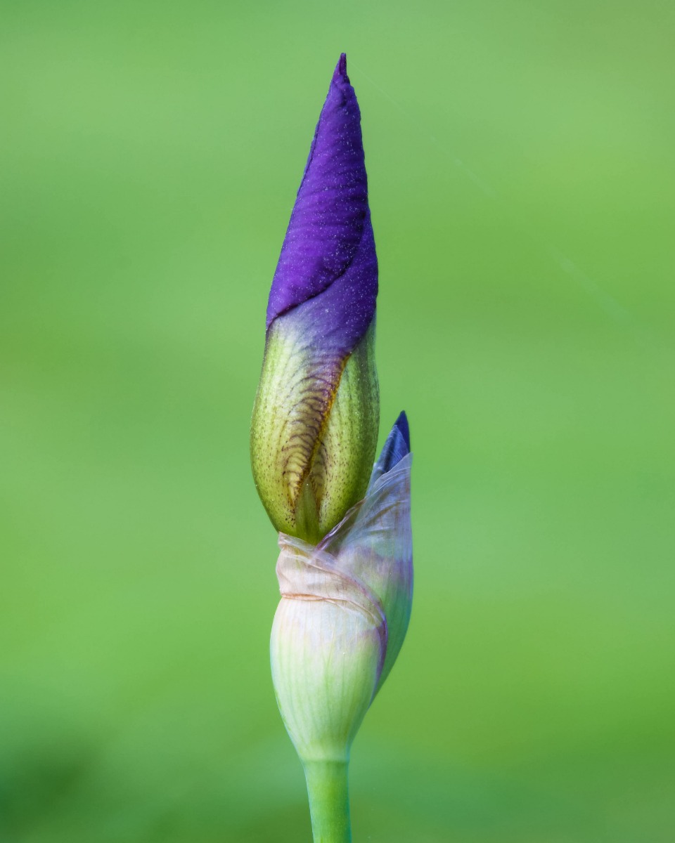 Iris bloem