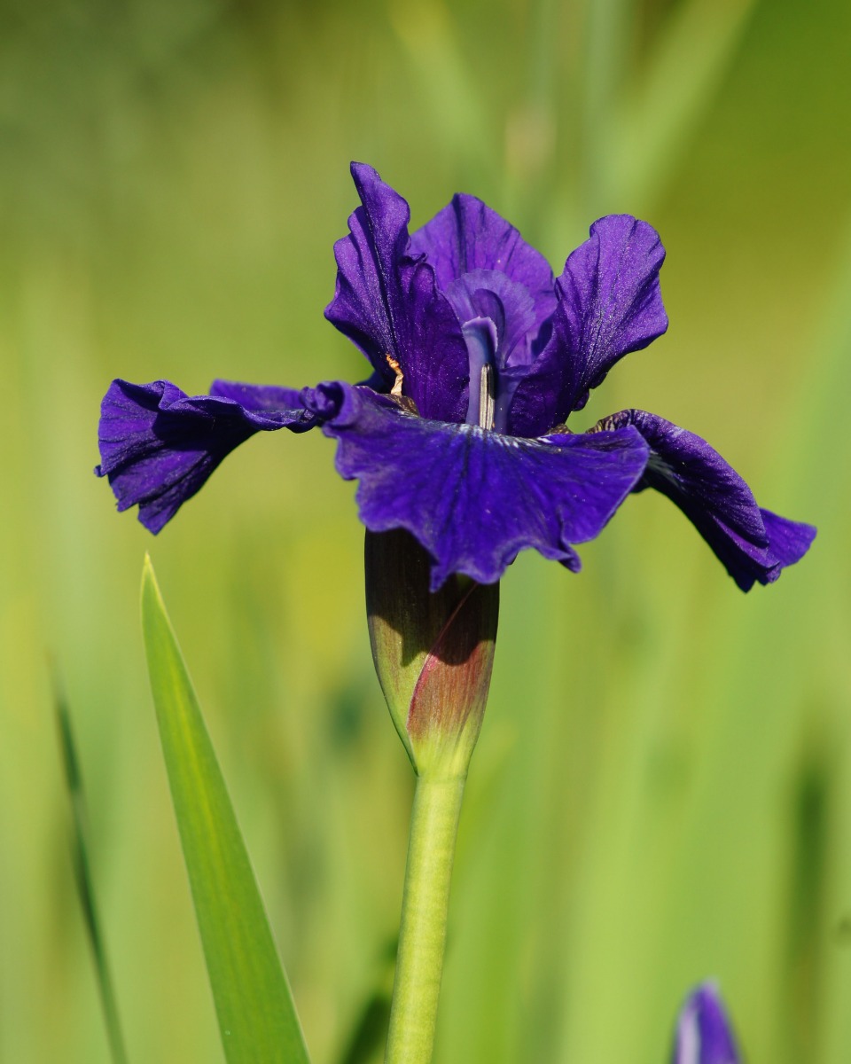 Iris water geven