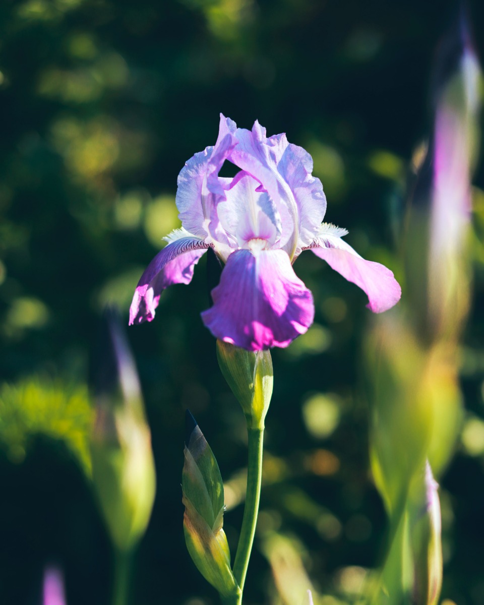 Iris planten