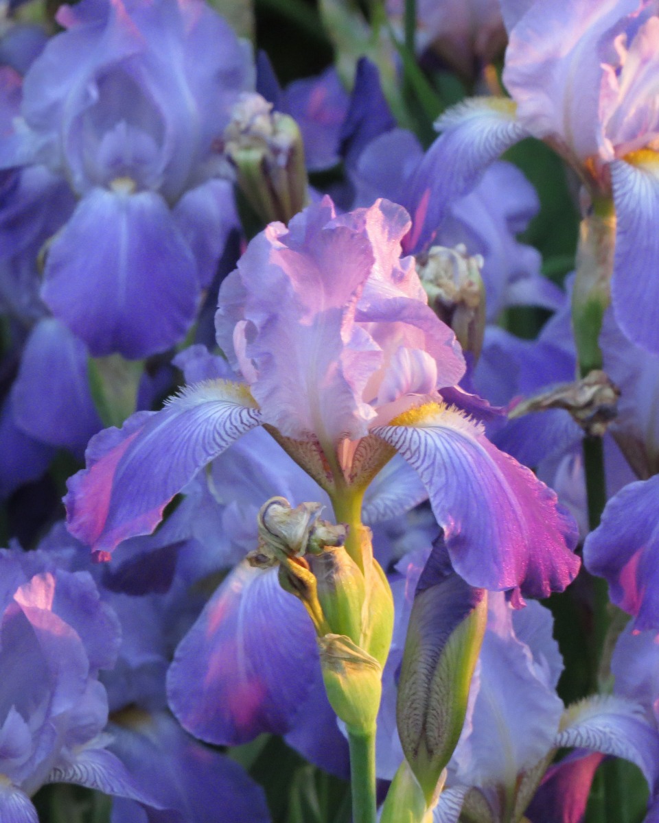 Voeding voor de Iris