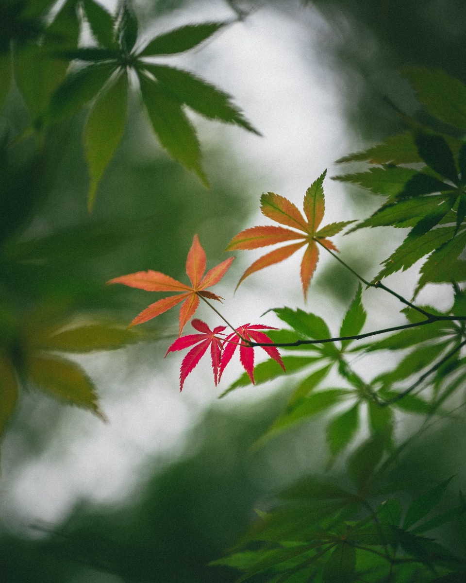 Japanse esdoorn bloem