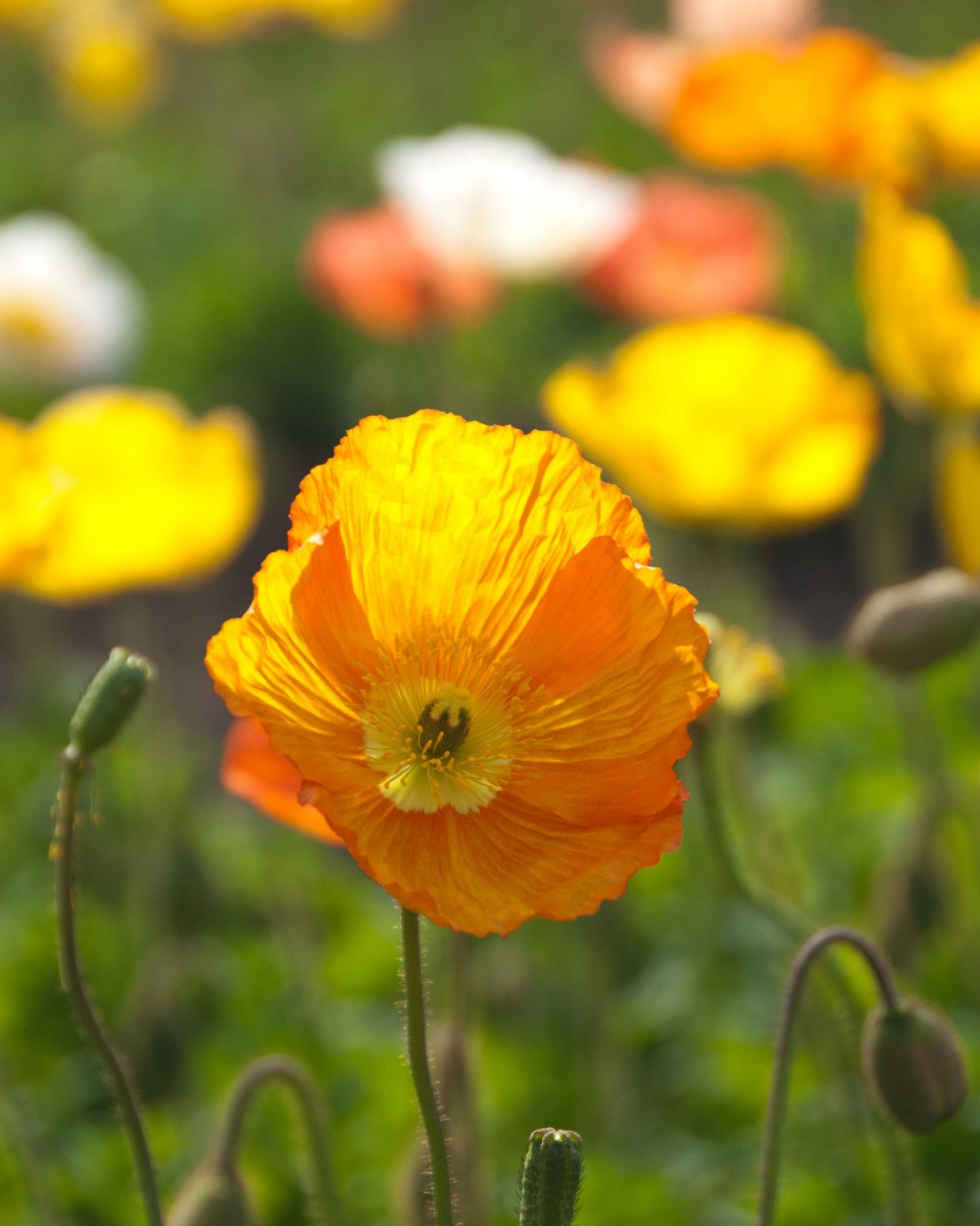 Klaproos papaver