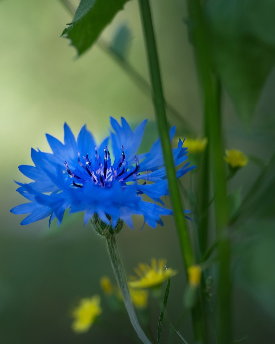 Korenbloem water geven