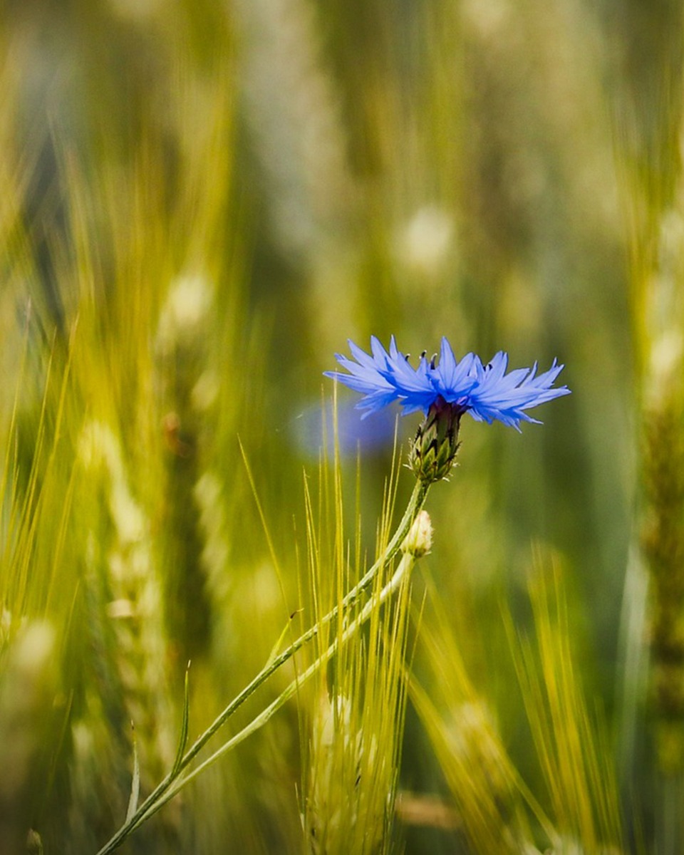 Korenbloem onderhouden