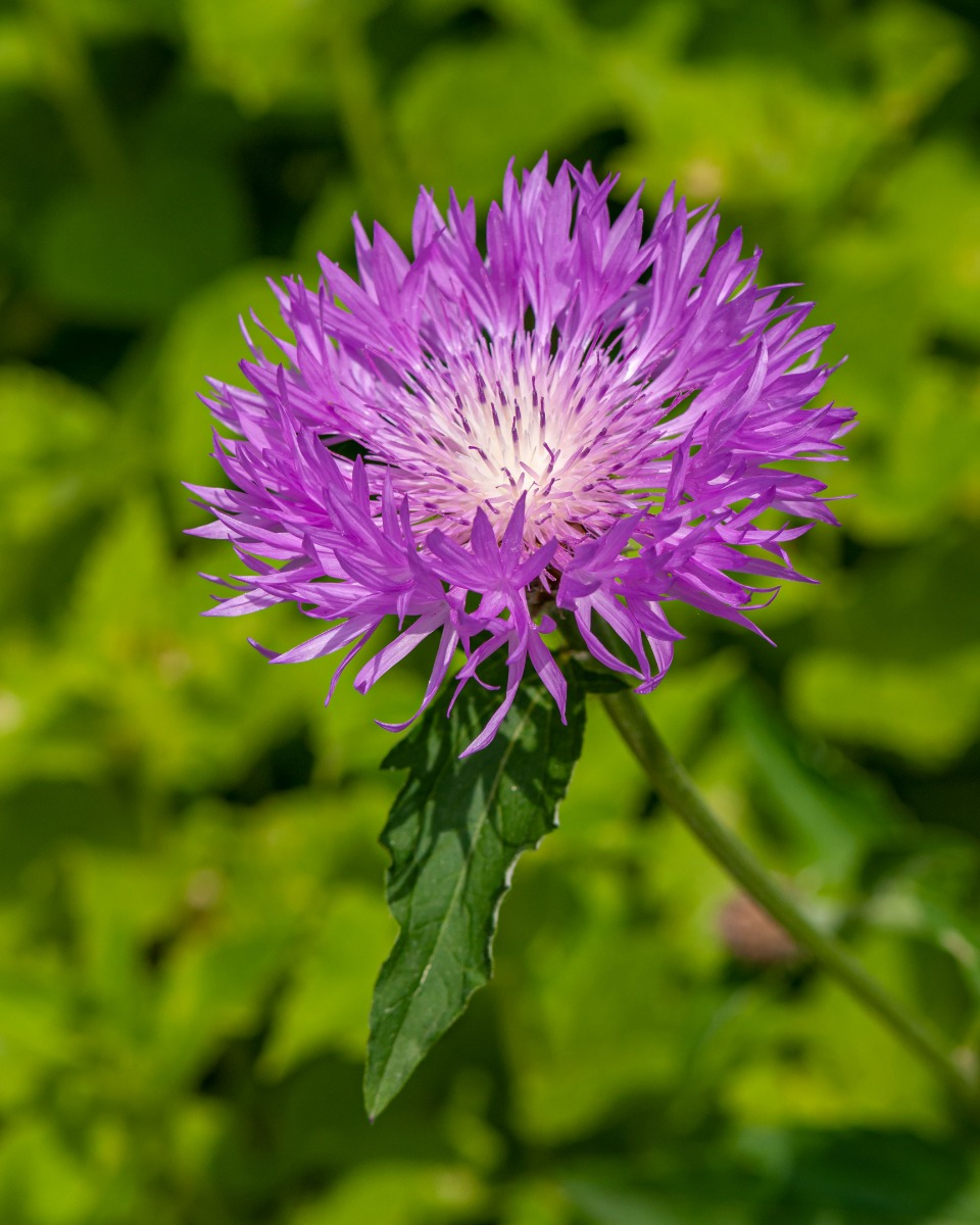 Korenbloem planten