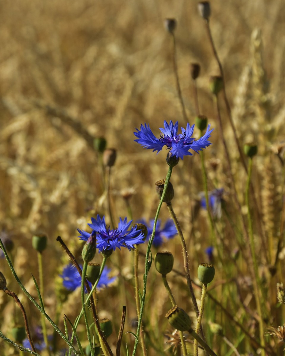 Korenbloem standplaats