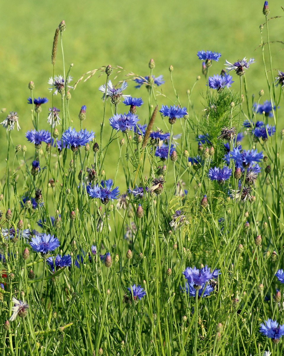 Voeding voor de Korenbloem