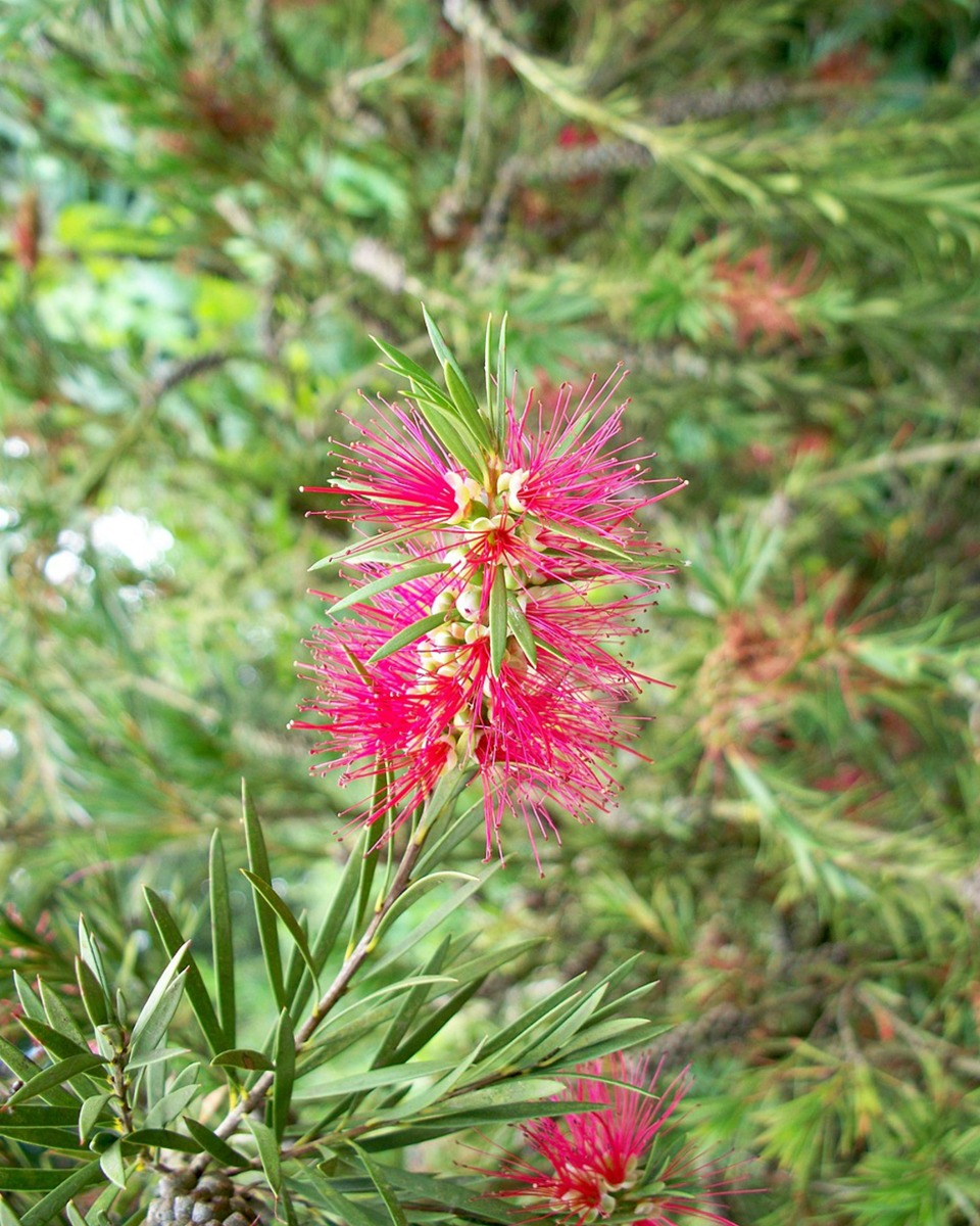 Lampenpoetser bloemen