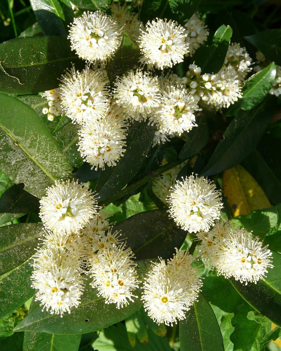 Laurier bloem