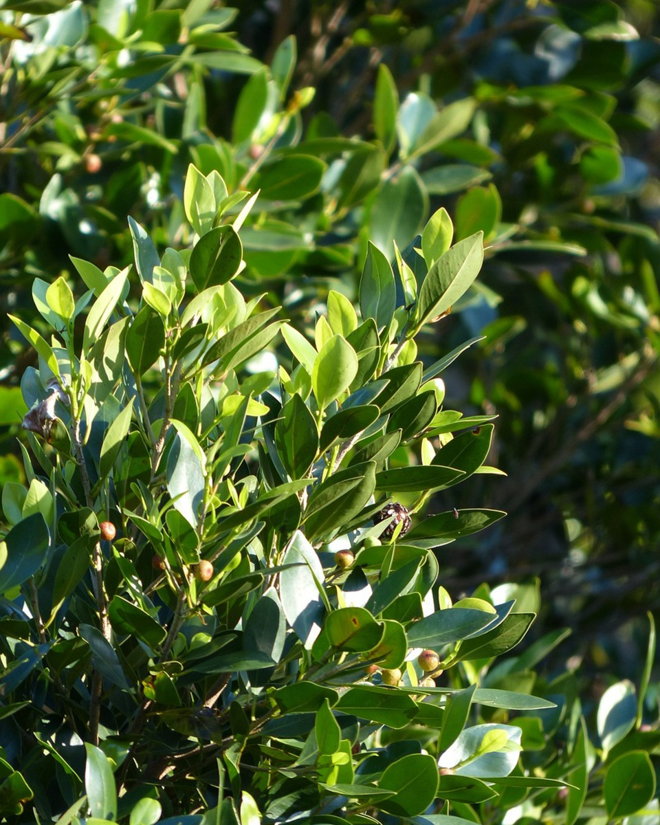 Laurier planten