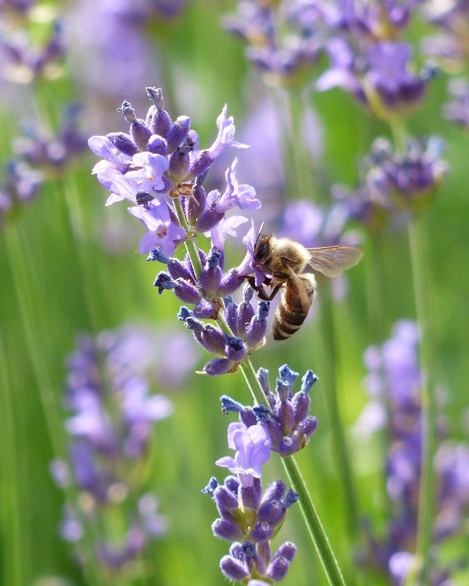 Lavendel bloem