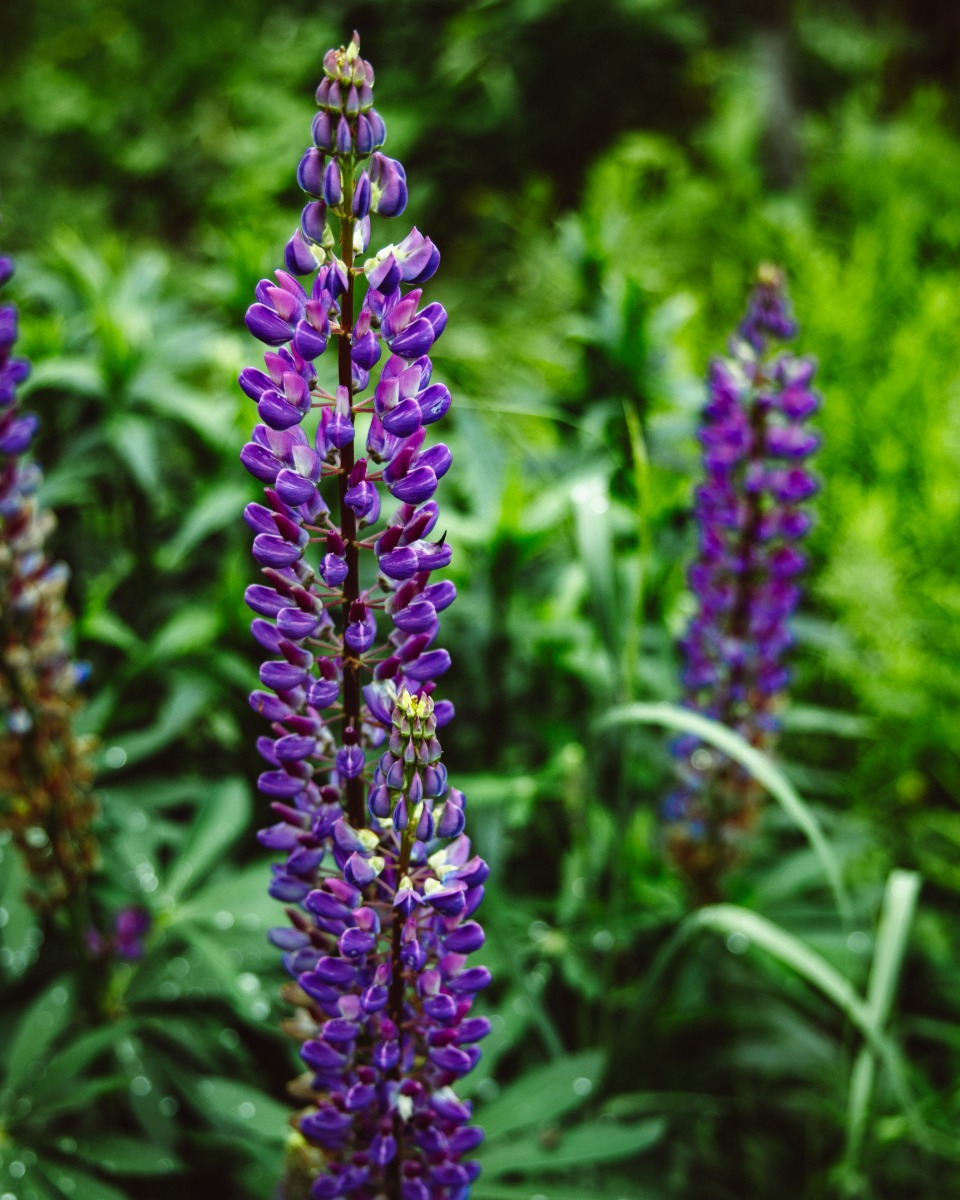 Lavendel water geven