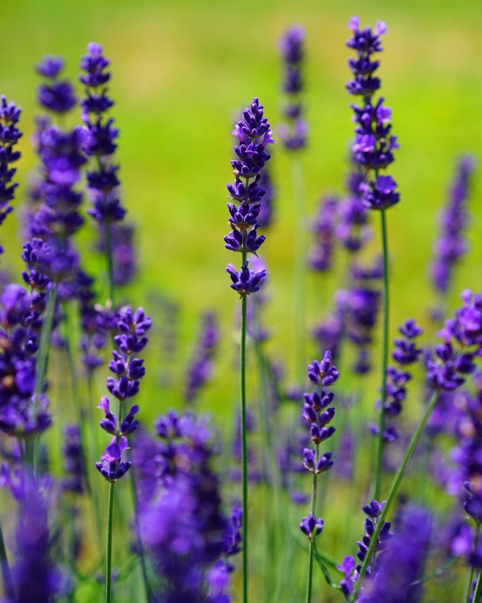 Lavendel onderhouden