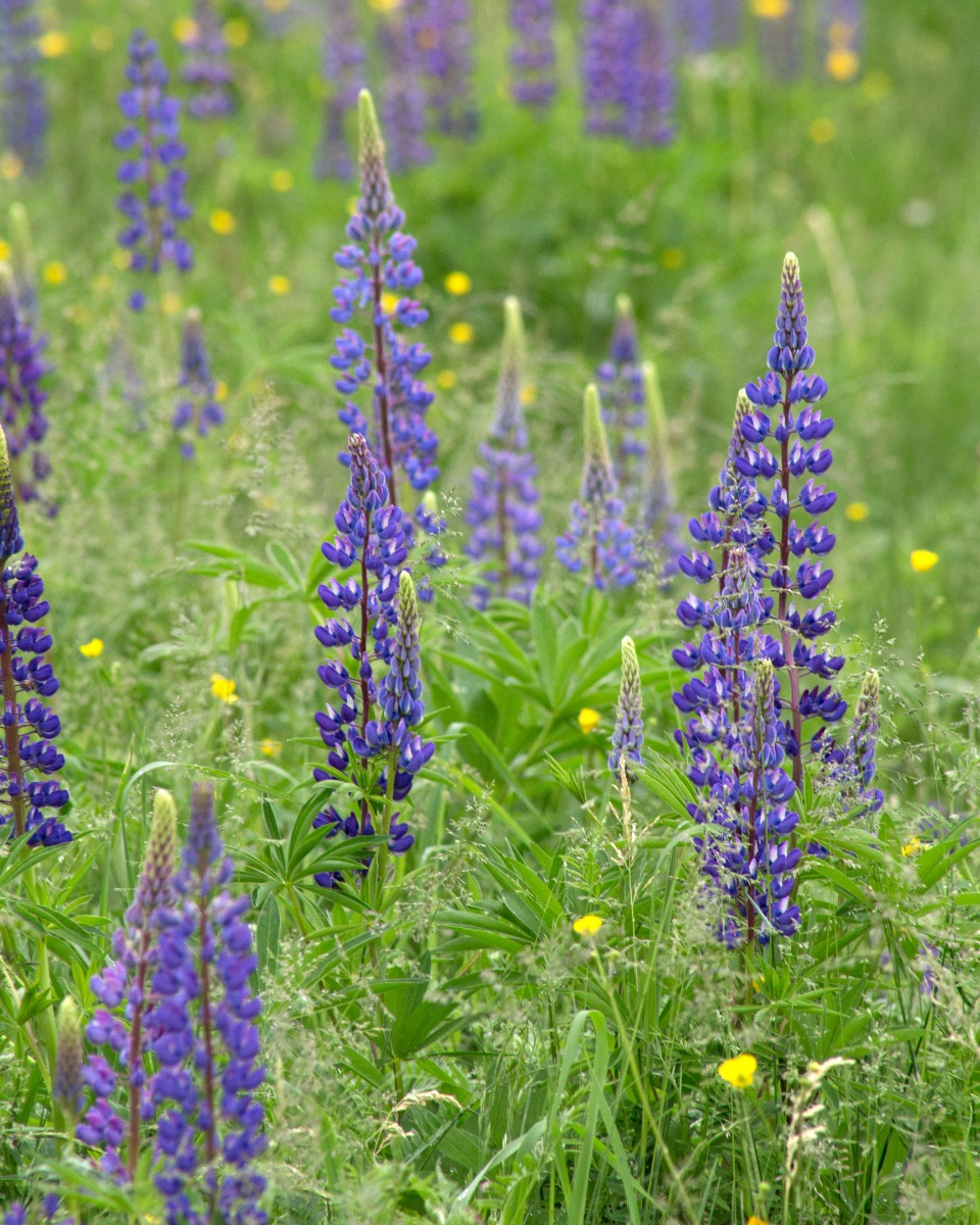 Wanneer lavendel planten