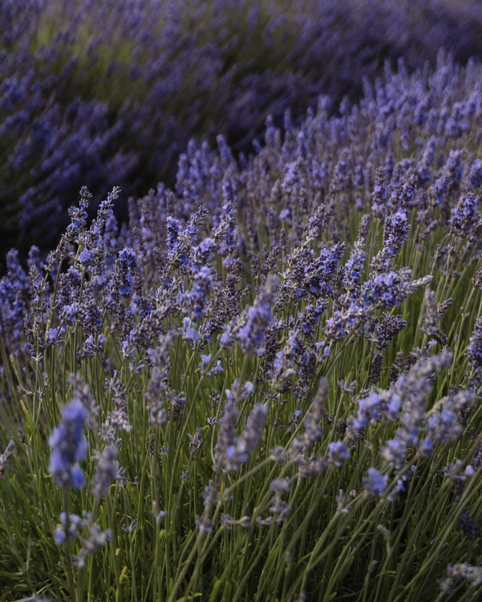 Lavendel lavandula 