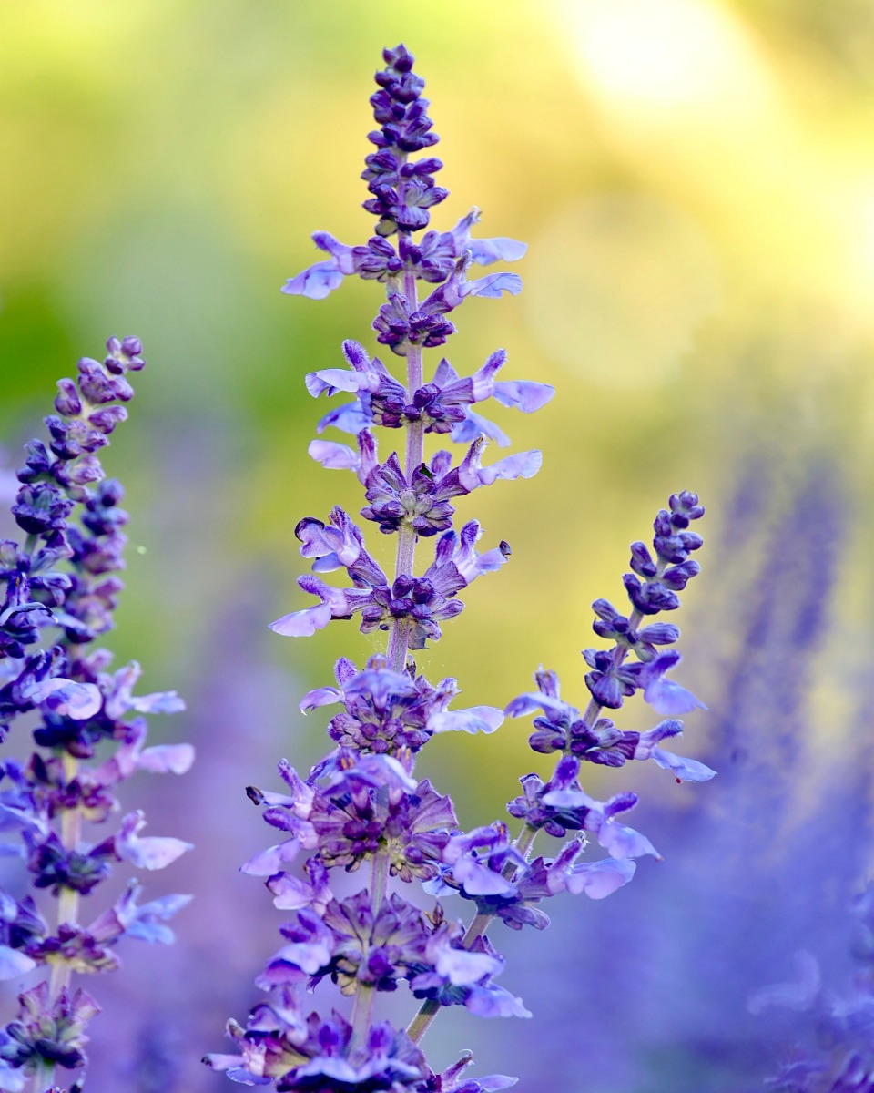 Voeding voor Lavendel