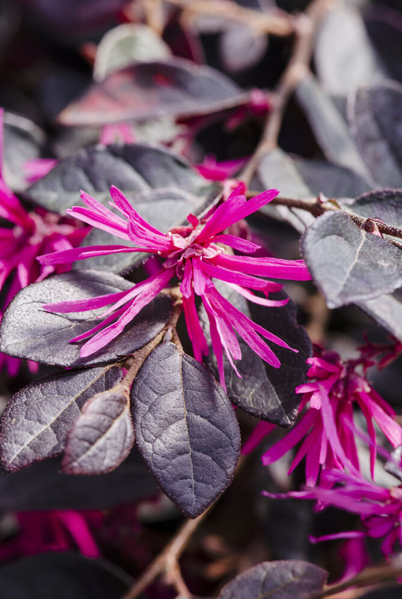 Loropetalum bloem