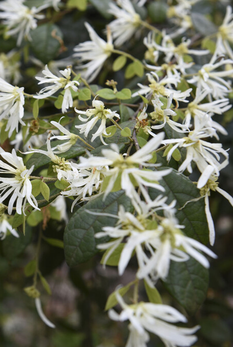 Loropetalum planten