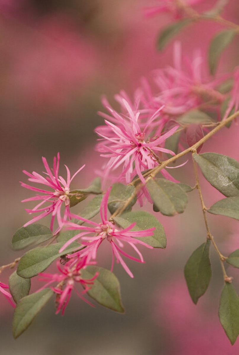 Loropetalum standplaats