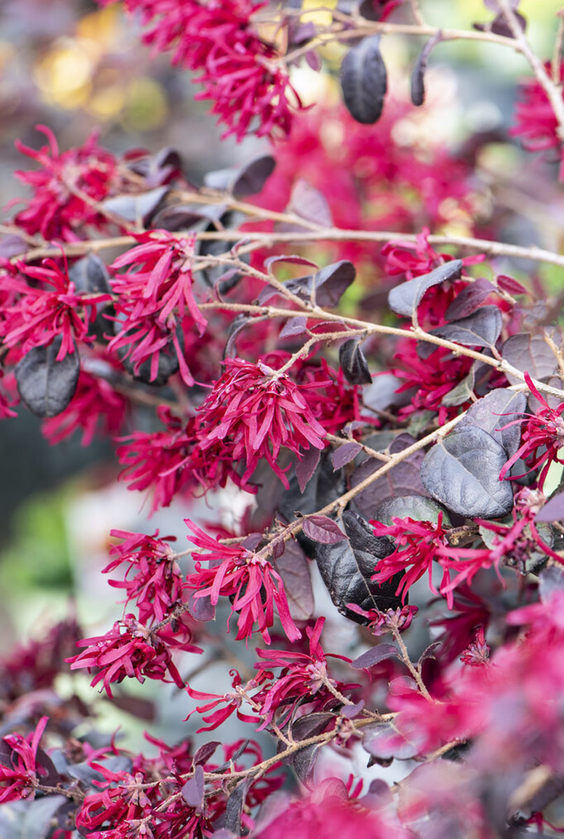 Voeding voor de Loropetalum 