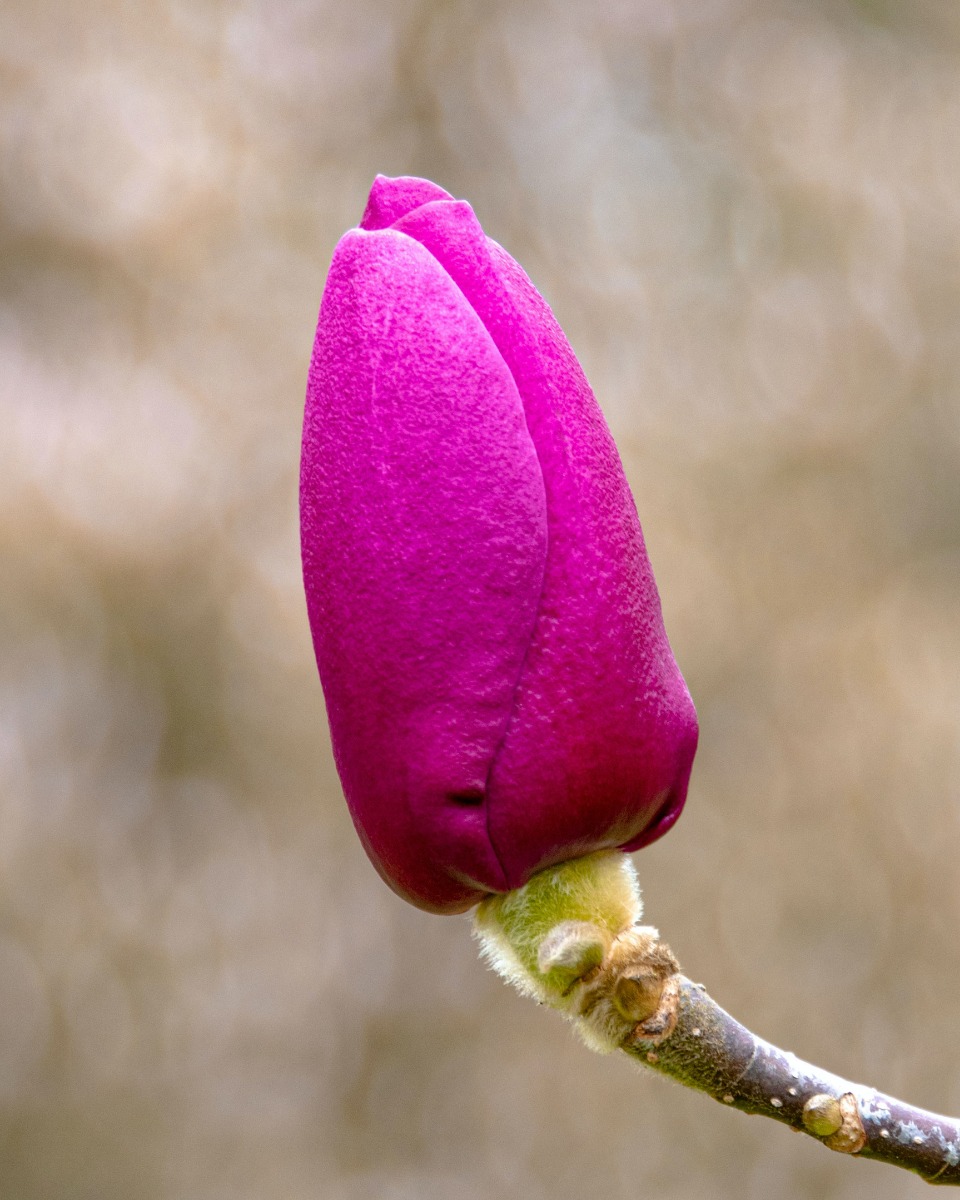 Magnolia bloem