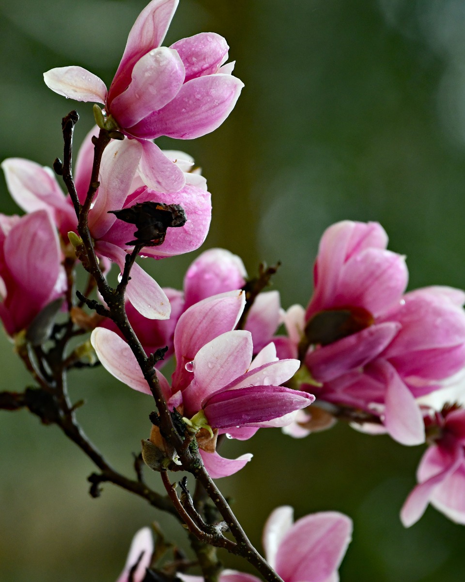 Magnolia water geven