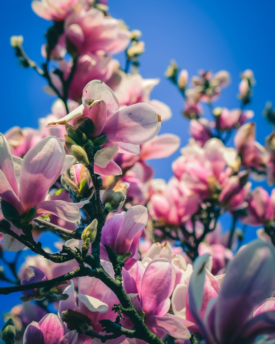 Magnolia onderhouden