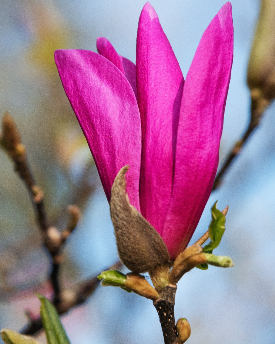 Magnolia planten