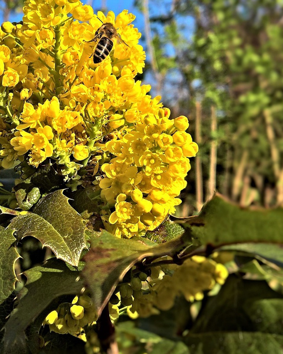 Mahoniestruik bloemen