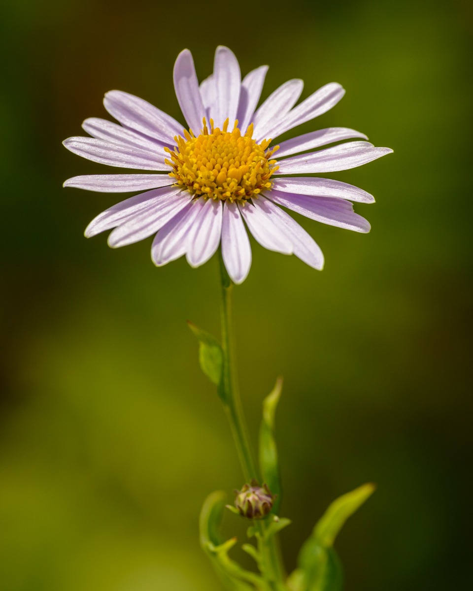 Margriet bloem