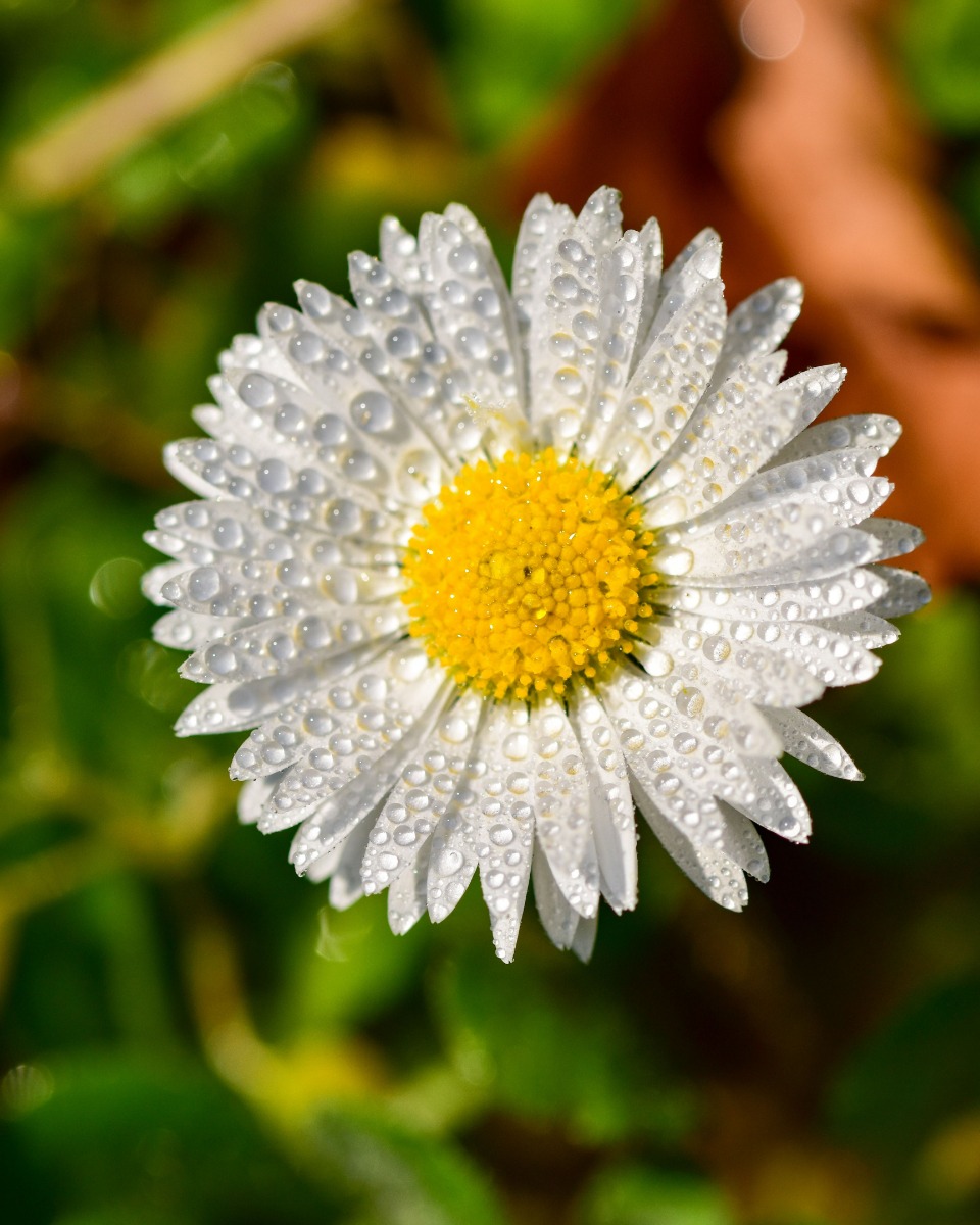 Margriet water geven