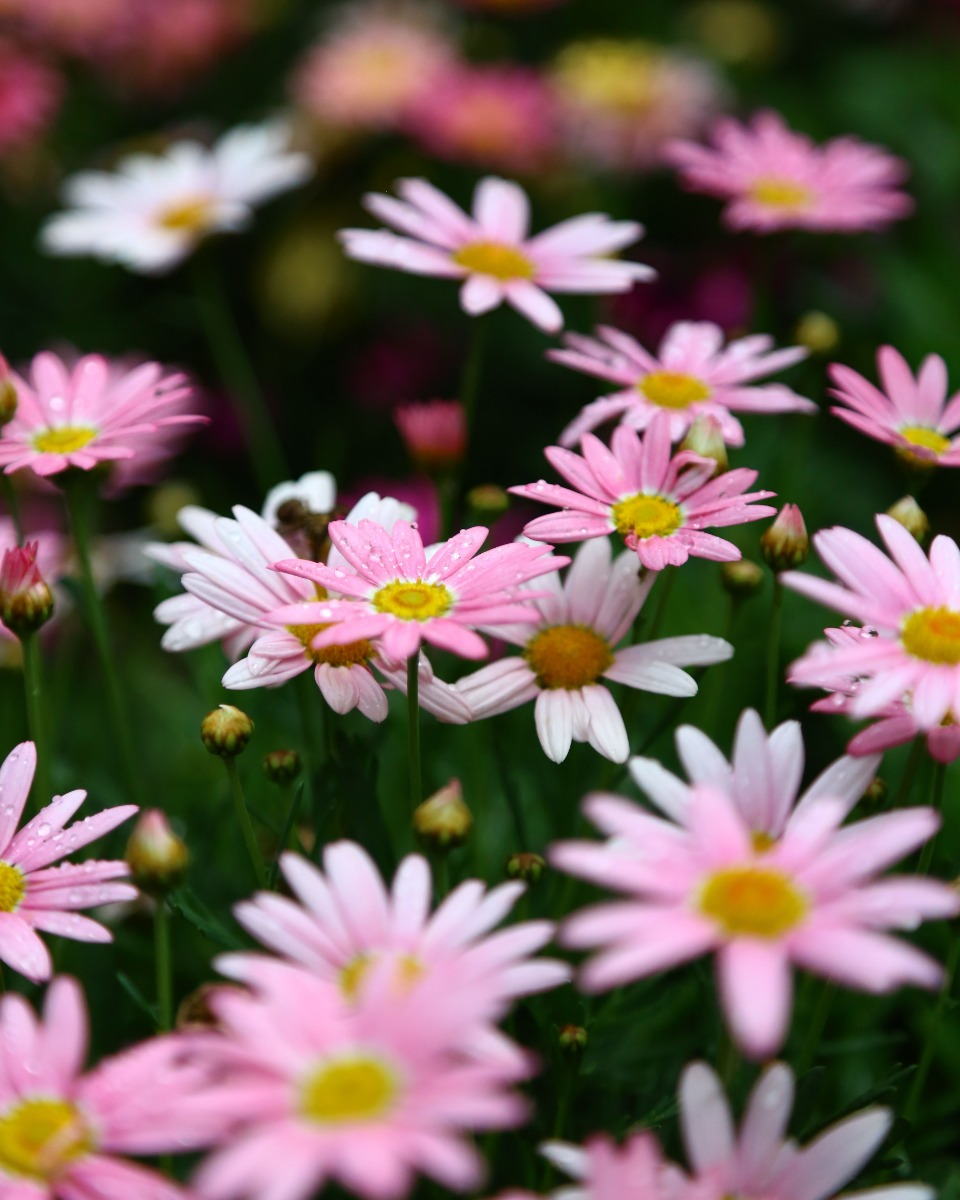 Margriet planten