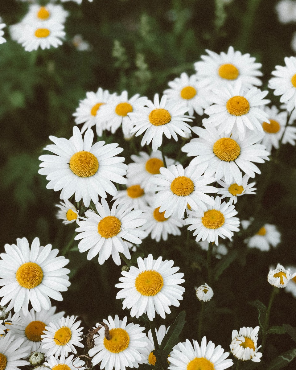 Margriet Leucanthemum 