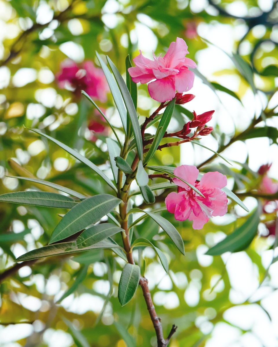 Oleander bloem