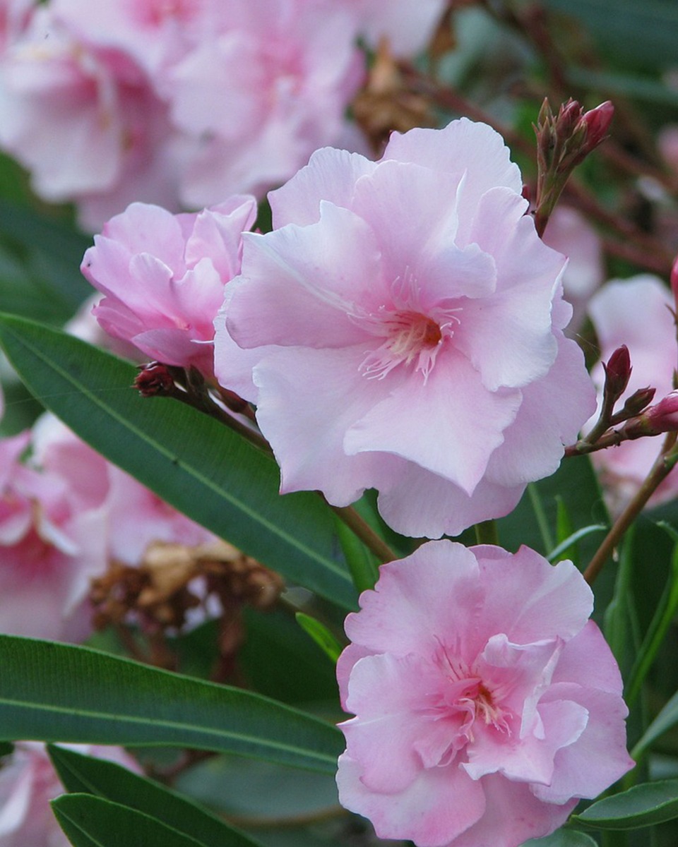 Voeding voor de Oleander 