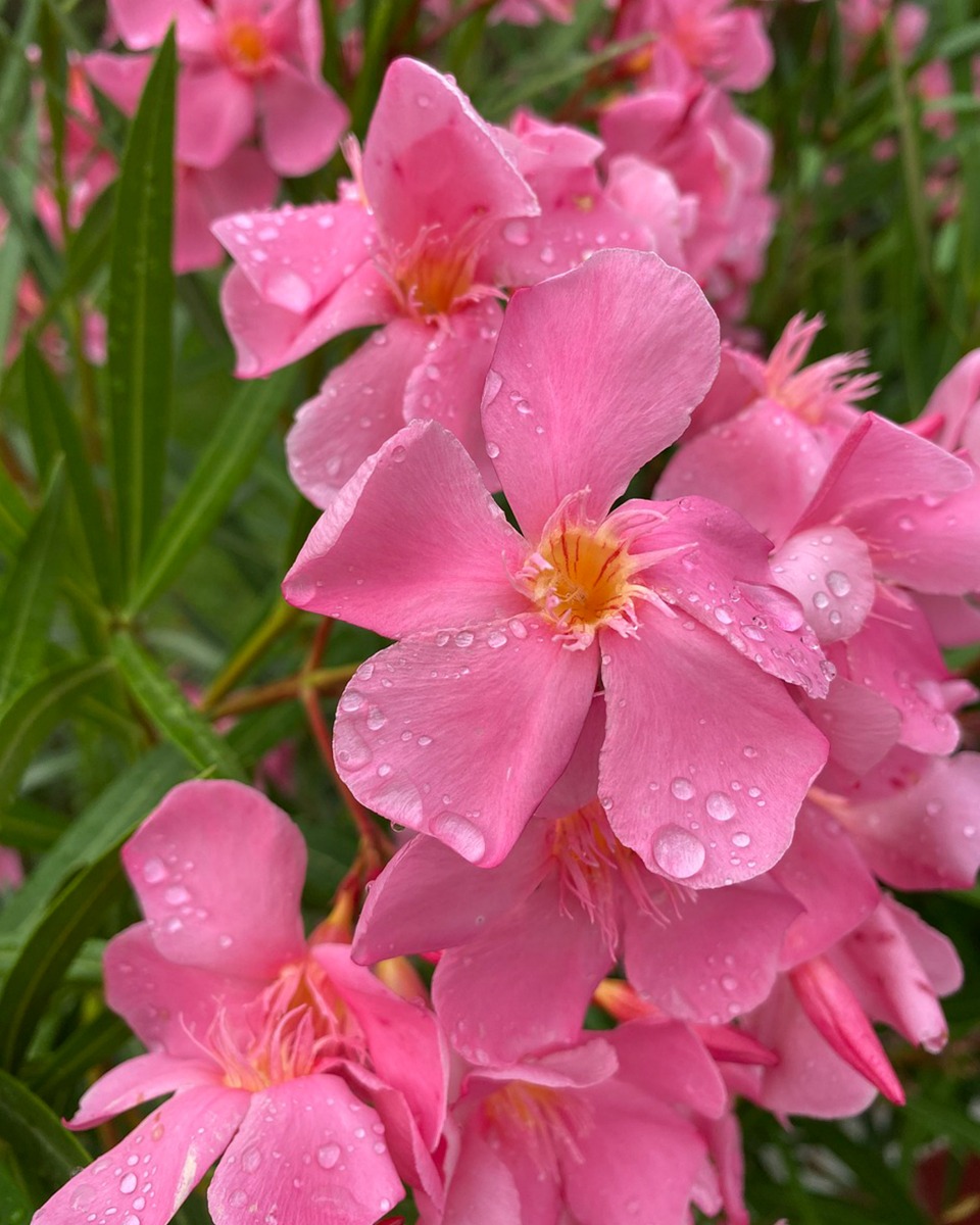 Oleander water geven