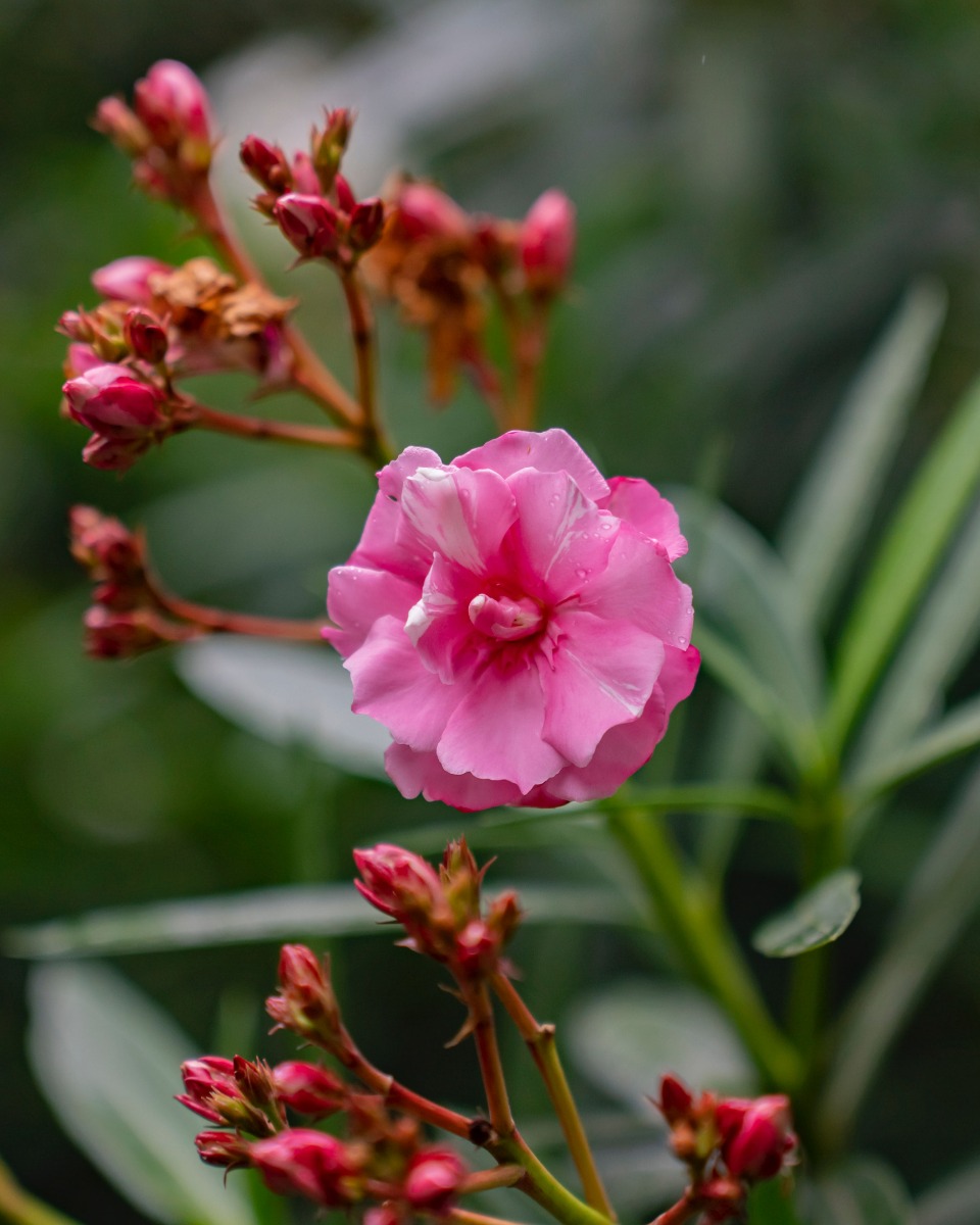 Oleander onderhouden