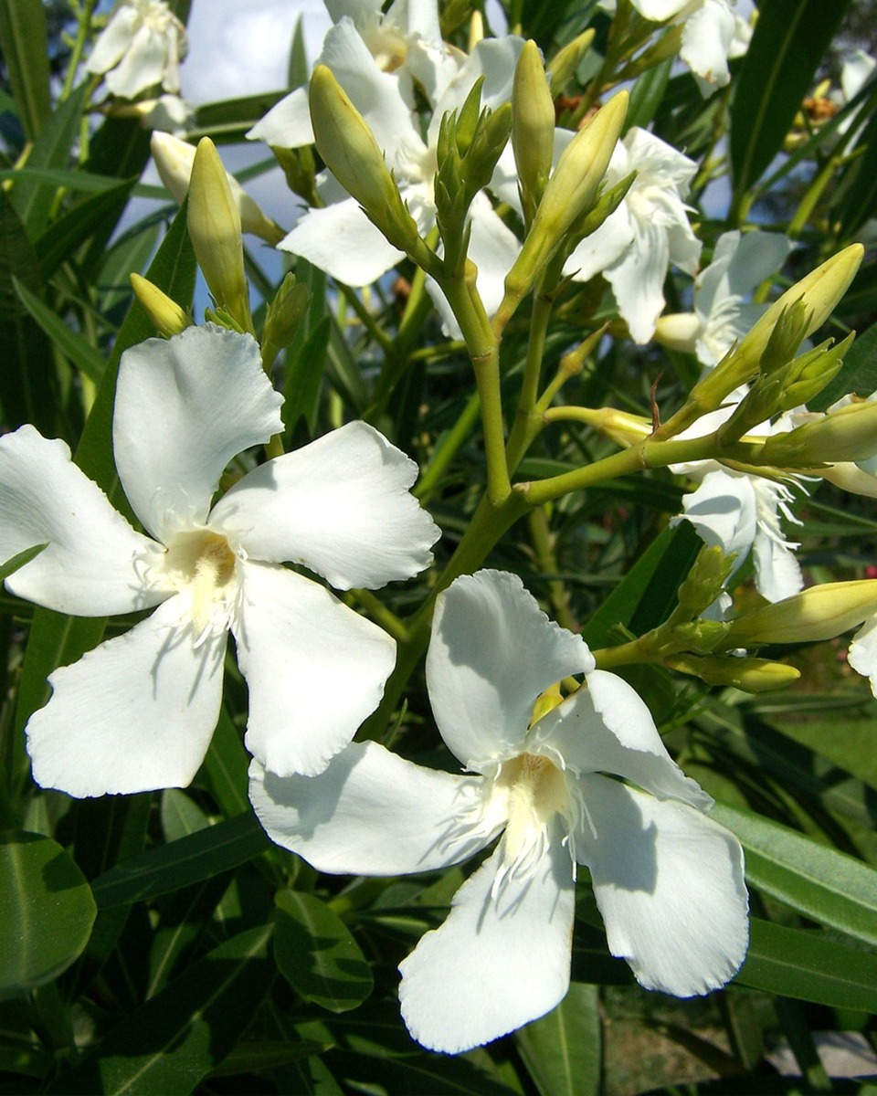 Oleander planten