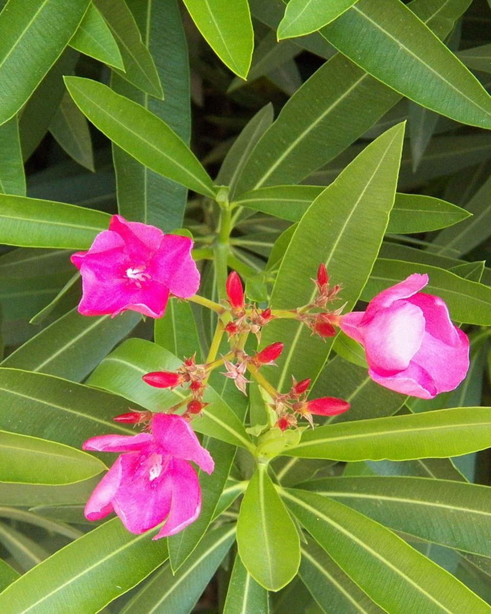 Oleander standplaats