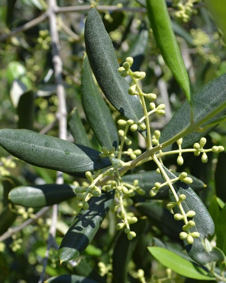 Olijfboom olijftakken