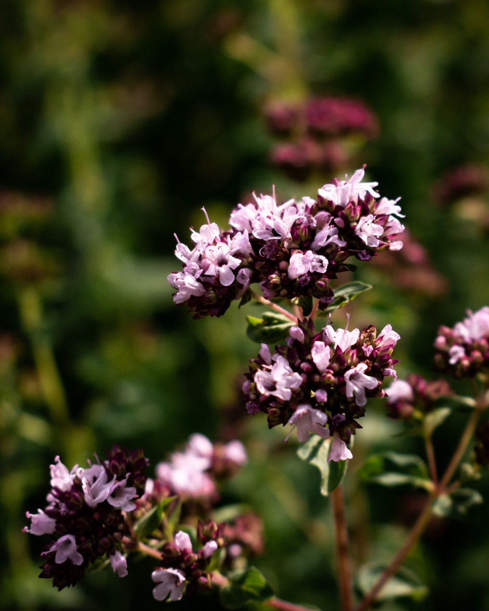 Oregano bloem