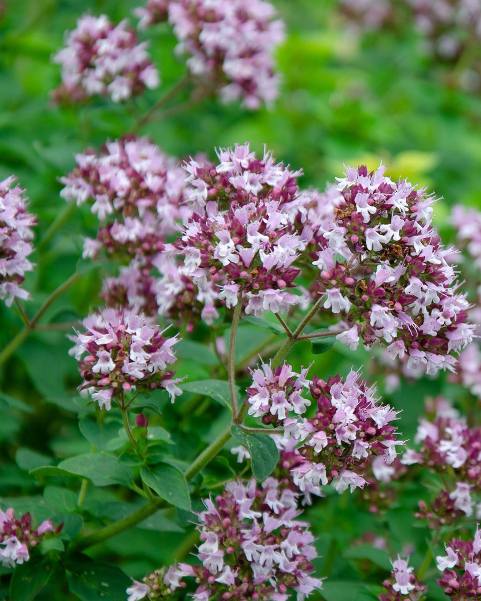 Oregano onderhouden