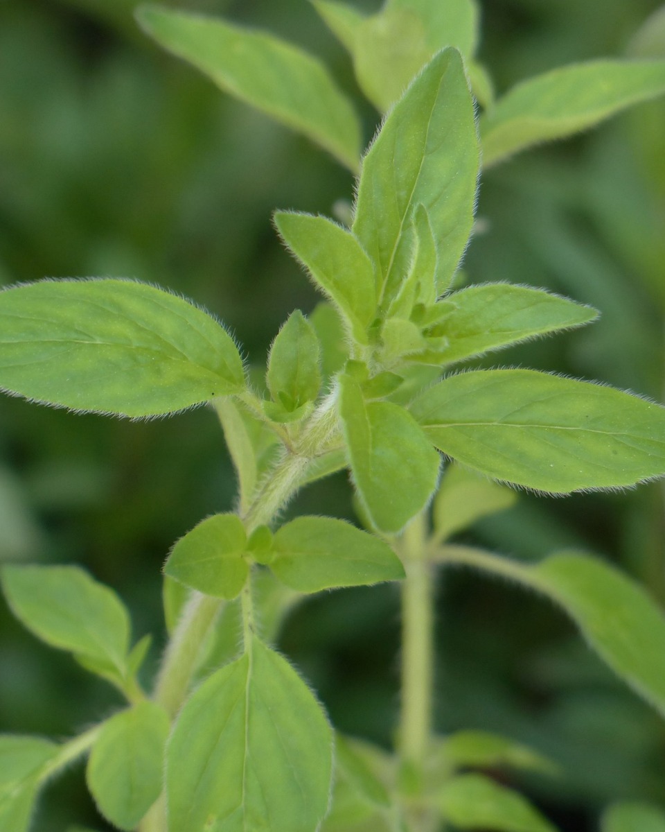 Oregano planten