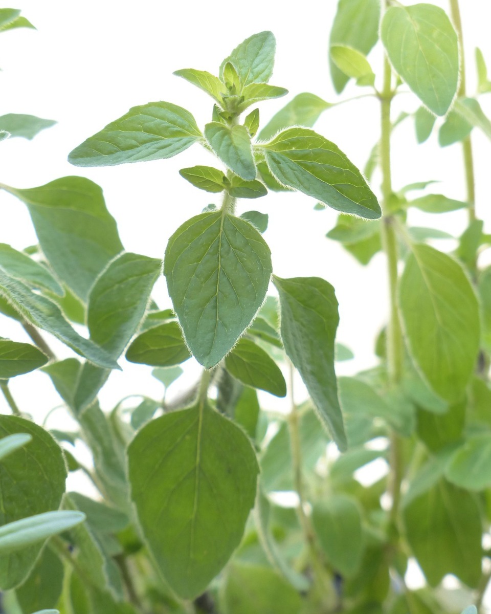 Oregano Wilde Marjolein