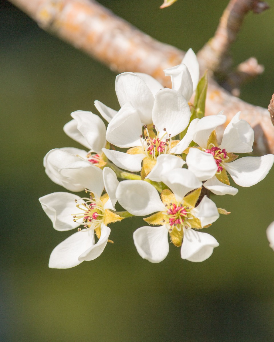 Perenboom bloem