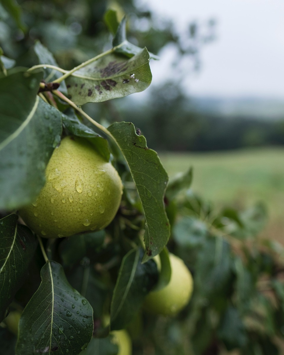 Perenboom water geven